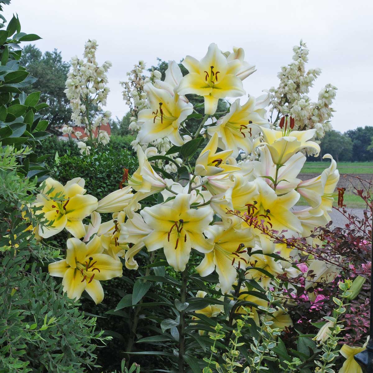 Lilium Conca d'Or - Lilies - Fluwel
