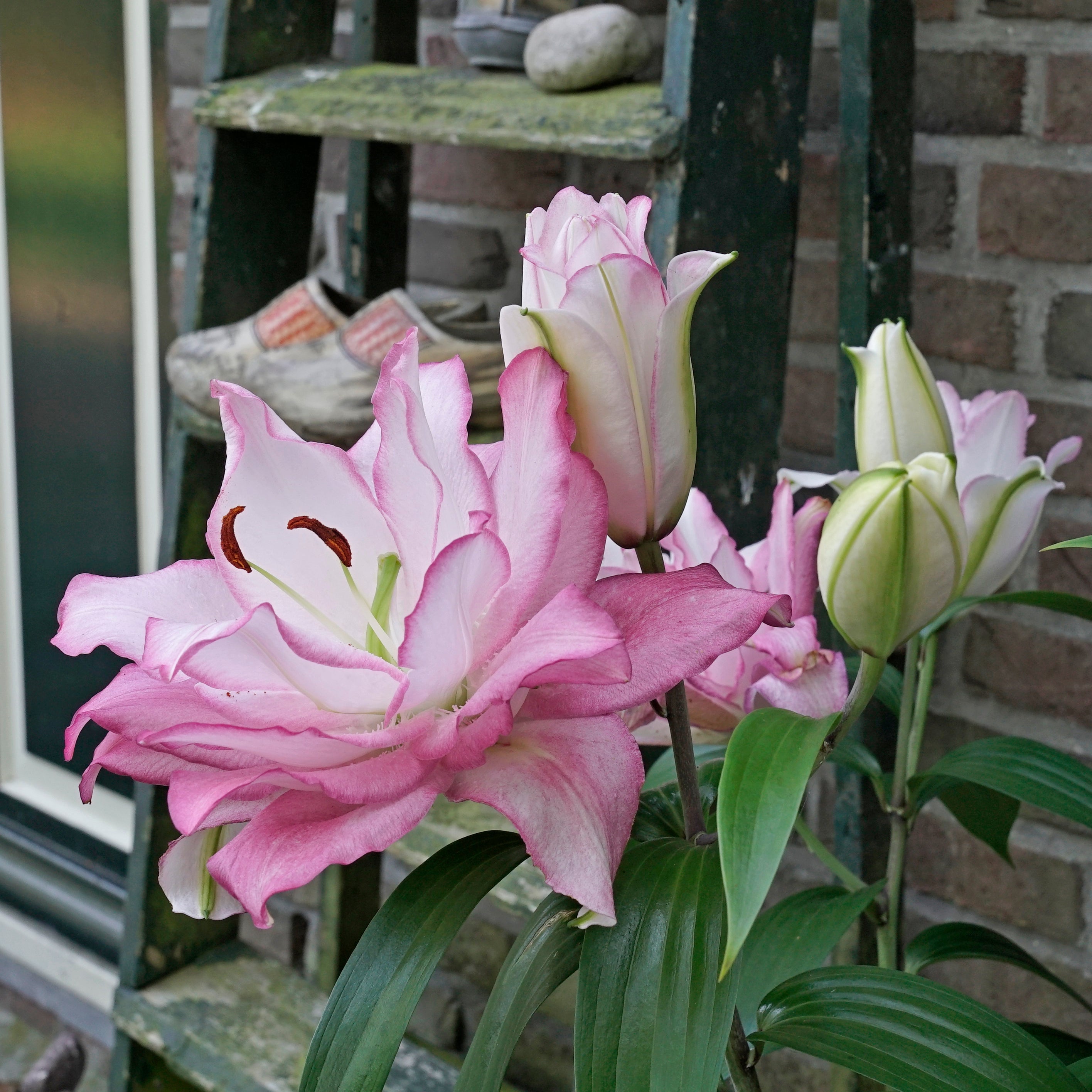 Lilium Roselily Anouska - Lilies - Fluwel