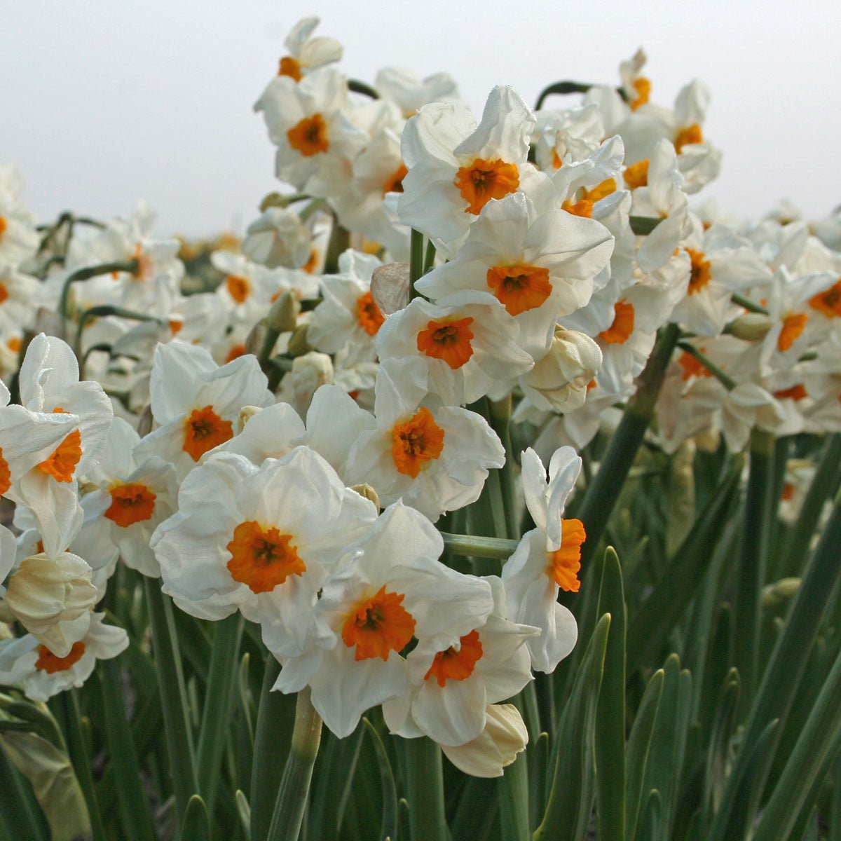 L'innocence - Special Narcissus - Fluwel