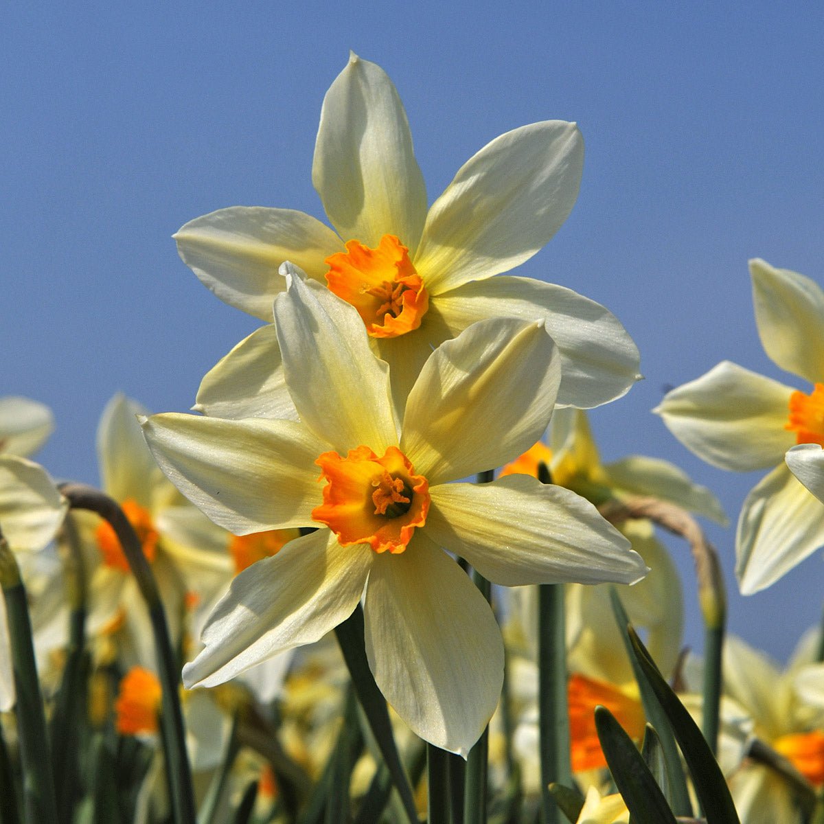 Lucifer - Special Narcissus - Fluwel