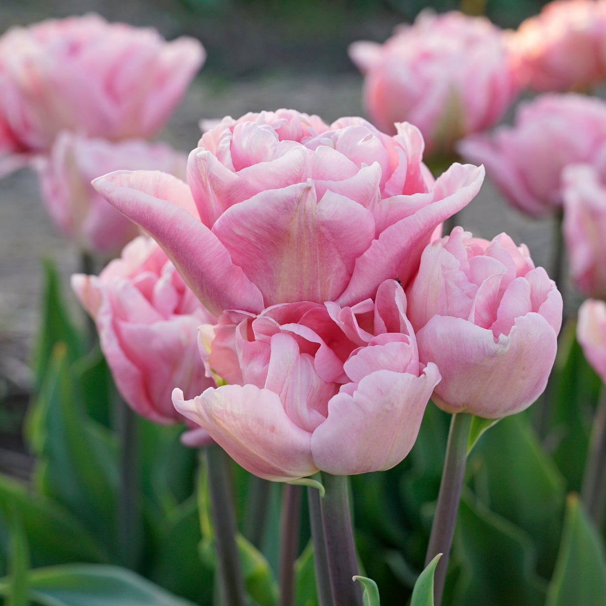 Mariage - Tulips - Fluwel