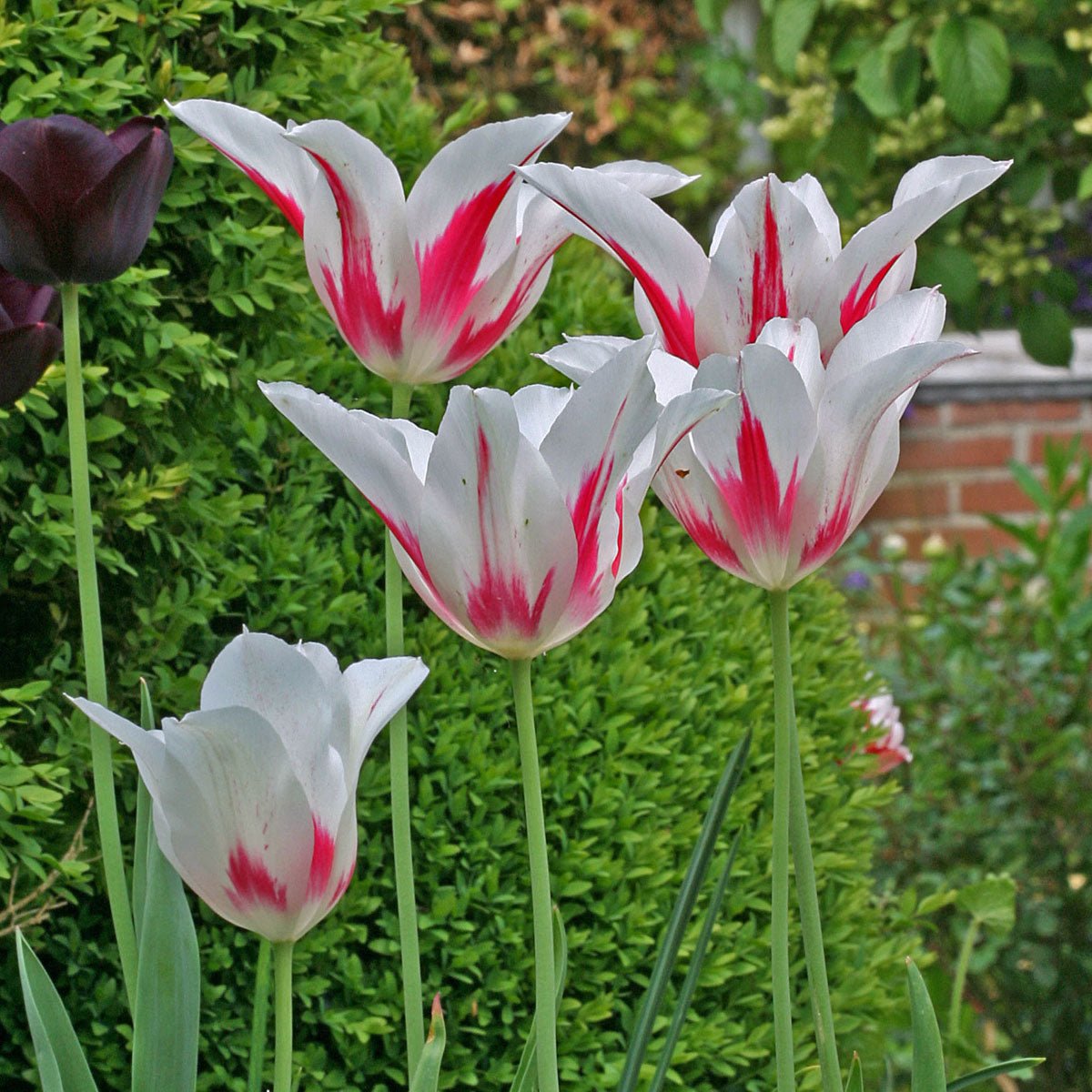 Marilyn - Tulips - Fluwel