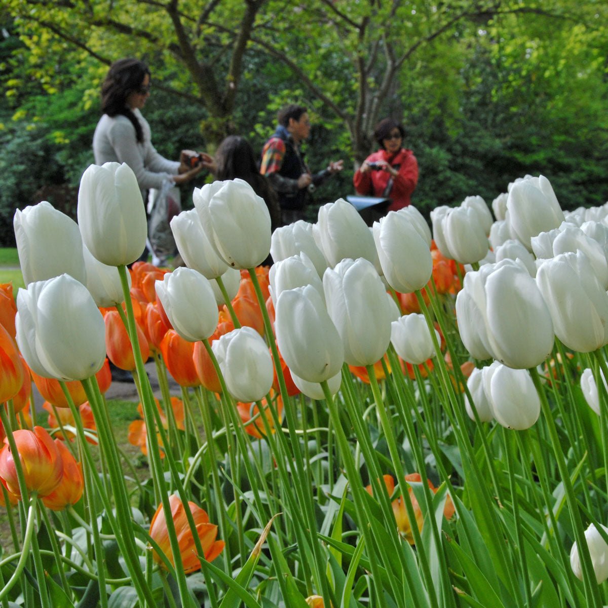 Maureen - Tulips - Fluwel