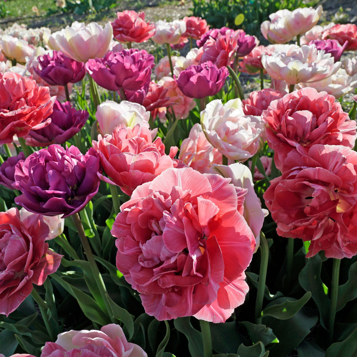 Metamorphic™ - Mixes - Fluwel