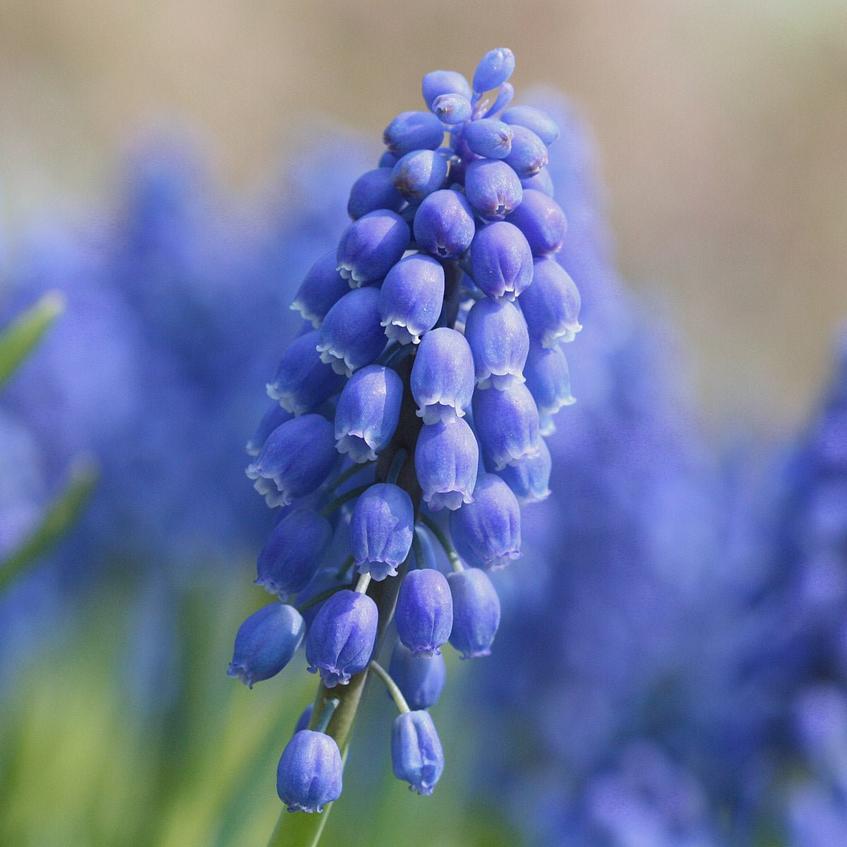 Muscari armeniacum - Spring specialty bulbs - Fluwel