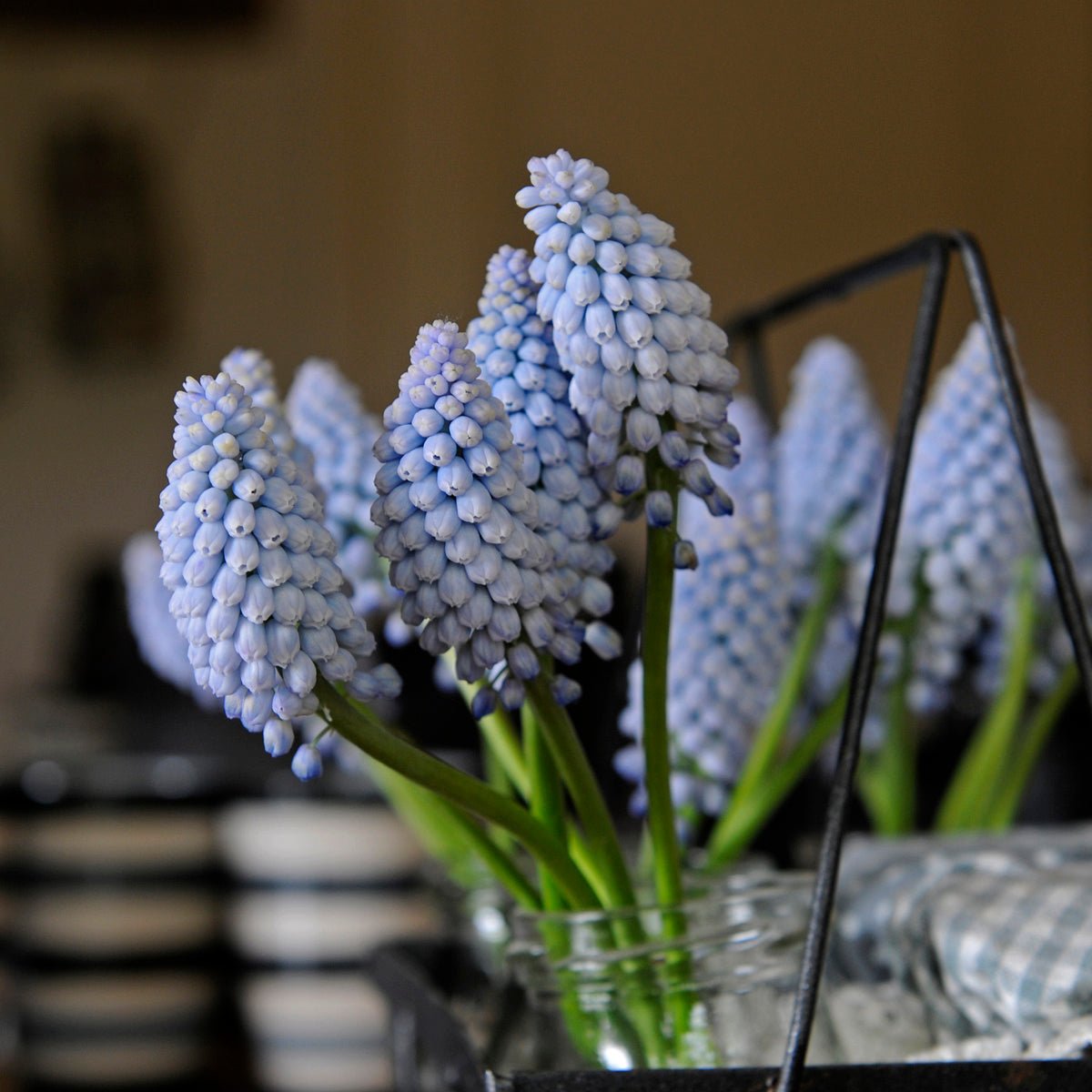 Muscari Baby's Breath - Spring specialty bulbs - Fluwel