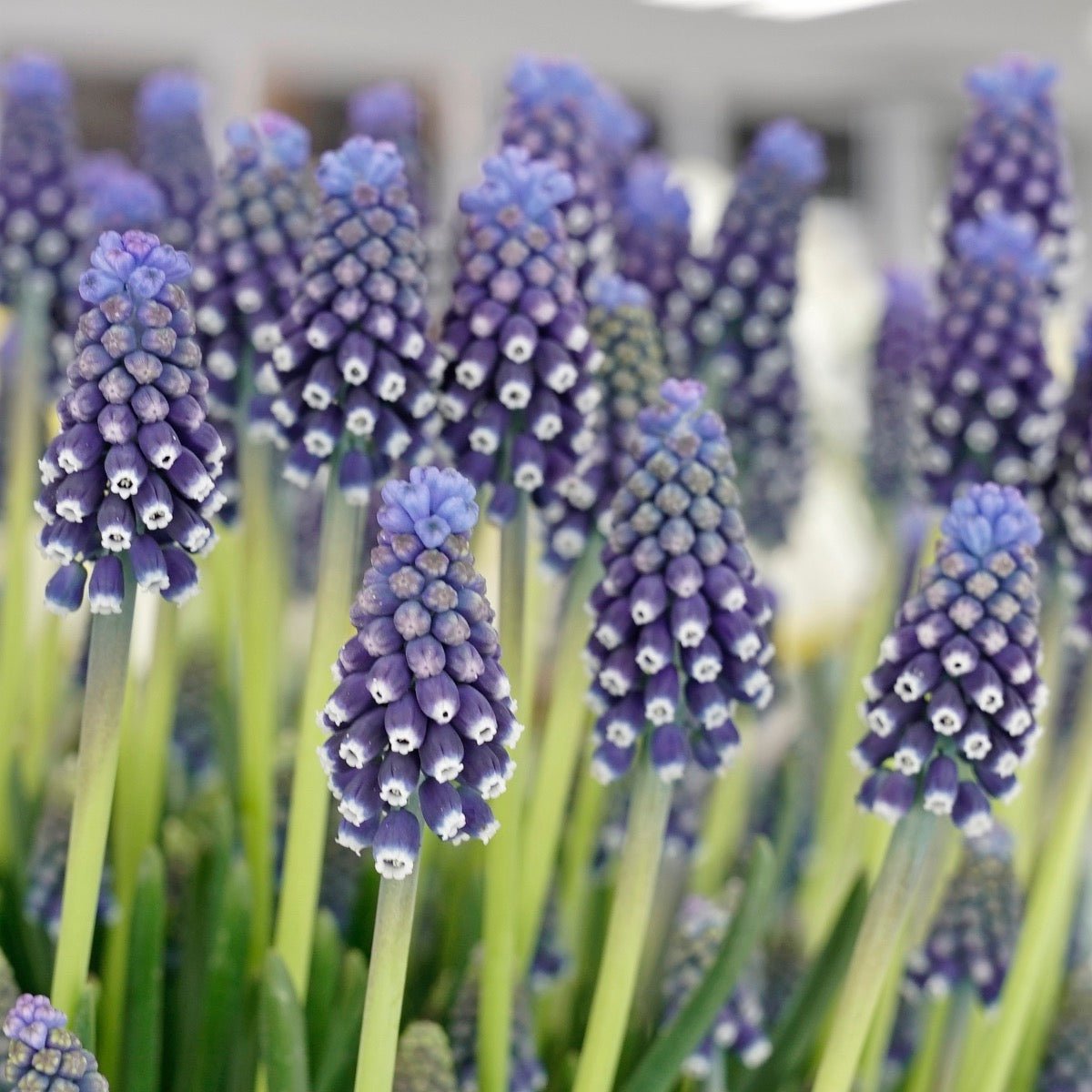 Muscari Night Eyes - Spring specialty bulbs - Fluwel
