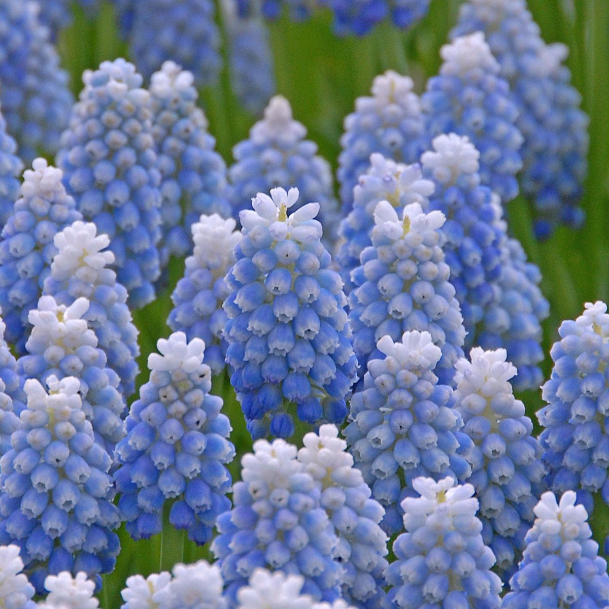 Muscari Ocean Magic - Spring specialty bulbs - Fluwel