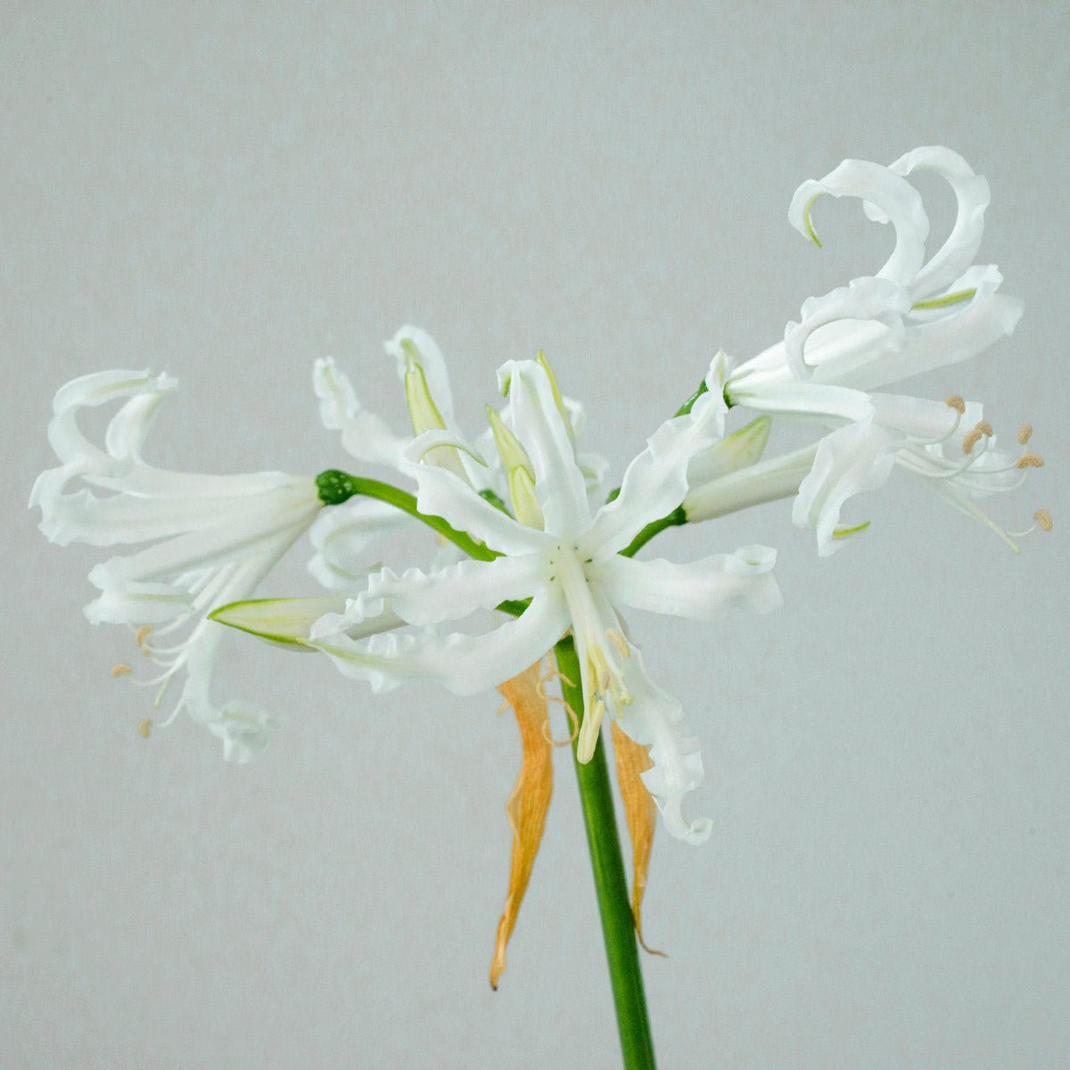 Nerine bowdenii Alba - Nerines - Fluwel