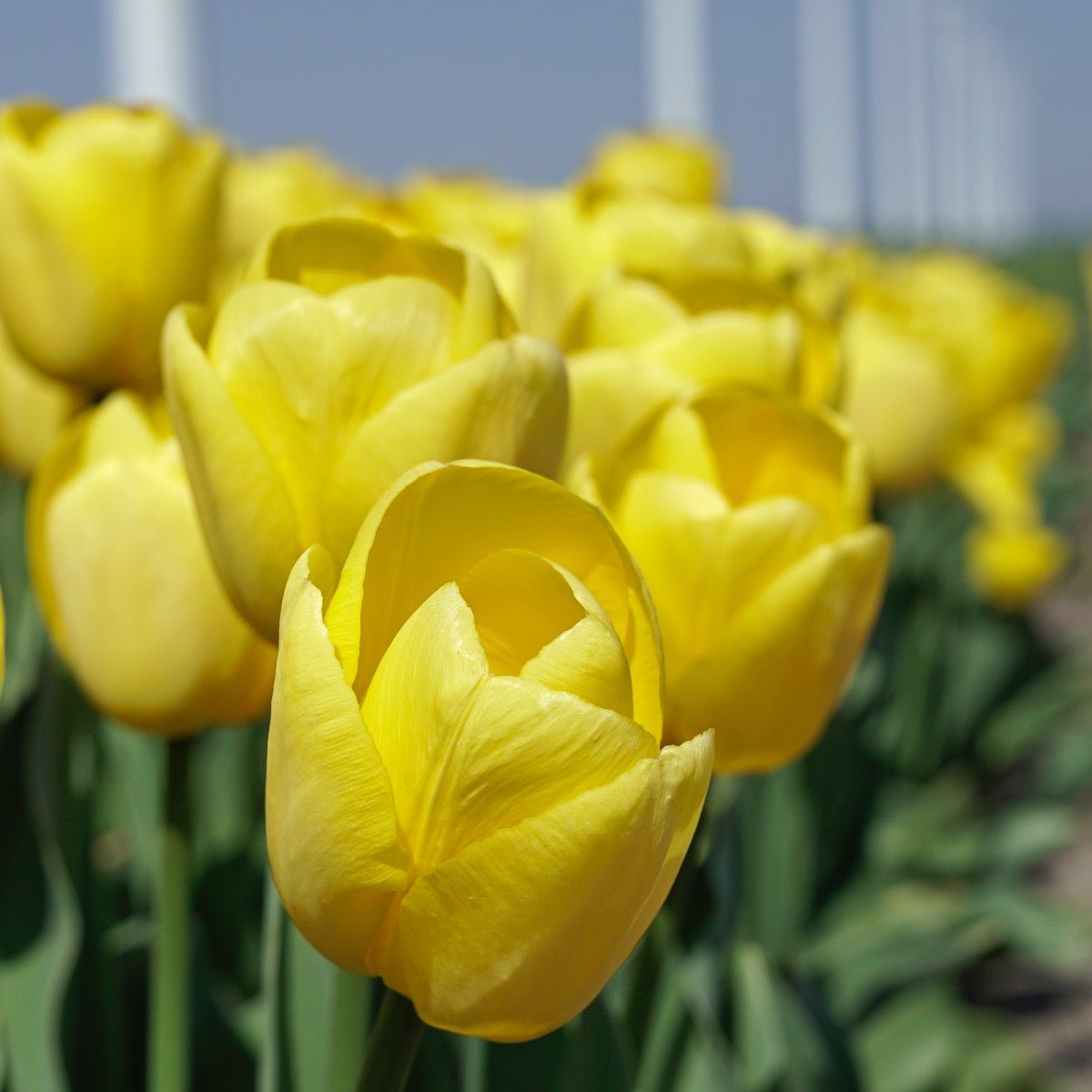 Novi Sun - Tulips - Fluwel