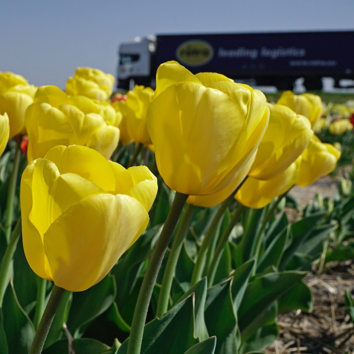 Novi Sun - Tulips - Fluwel