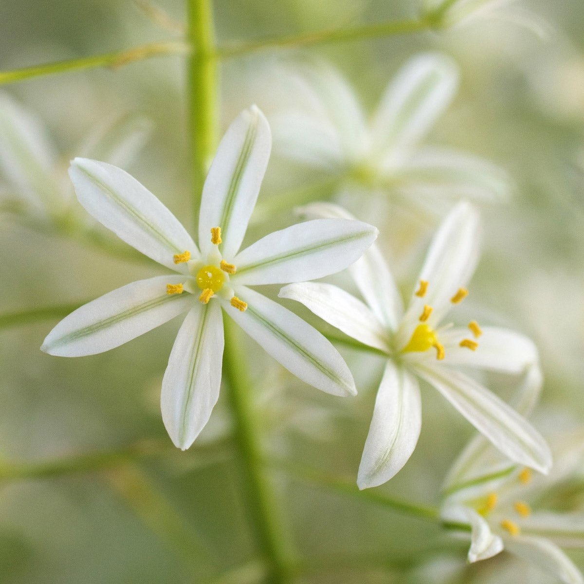 Ornithogalum ponticum Sochi - witte vogelmelk - Fluwel