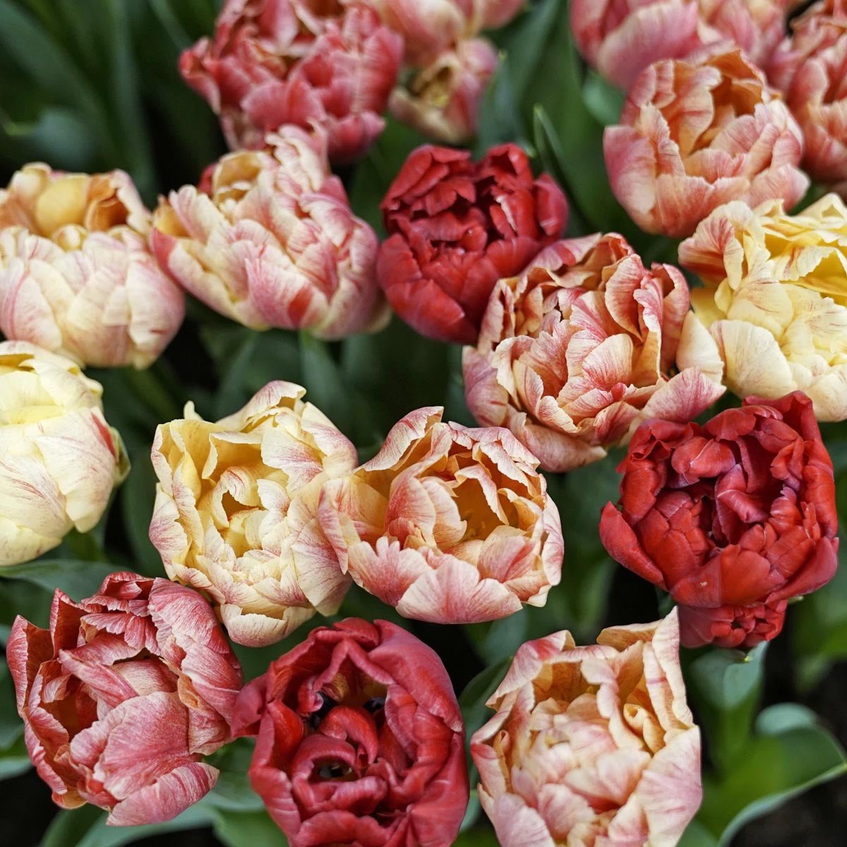 Peptalk - Tulips - Fluwel