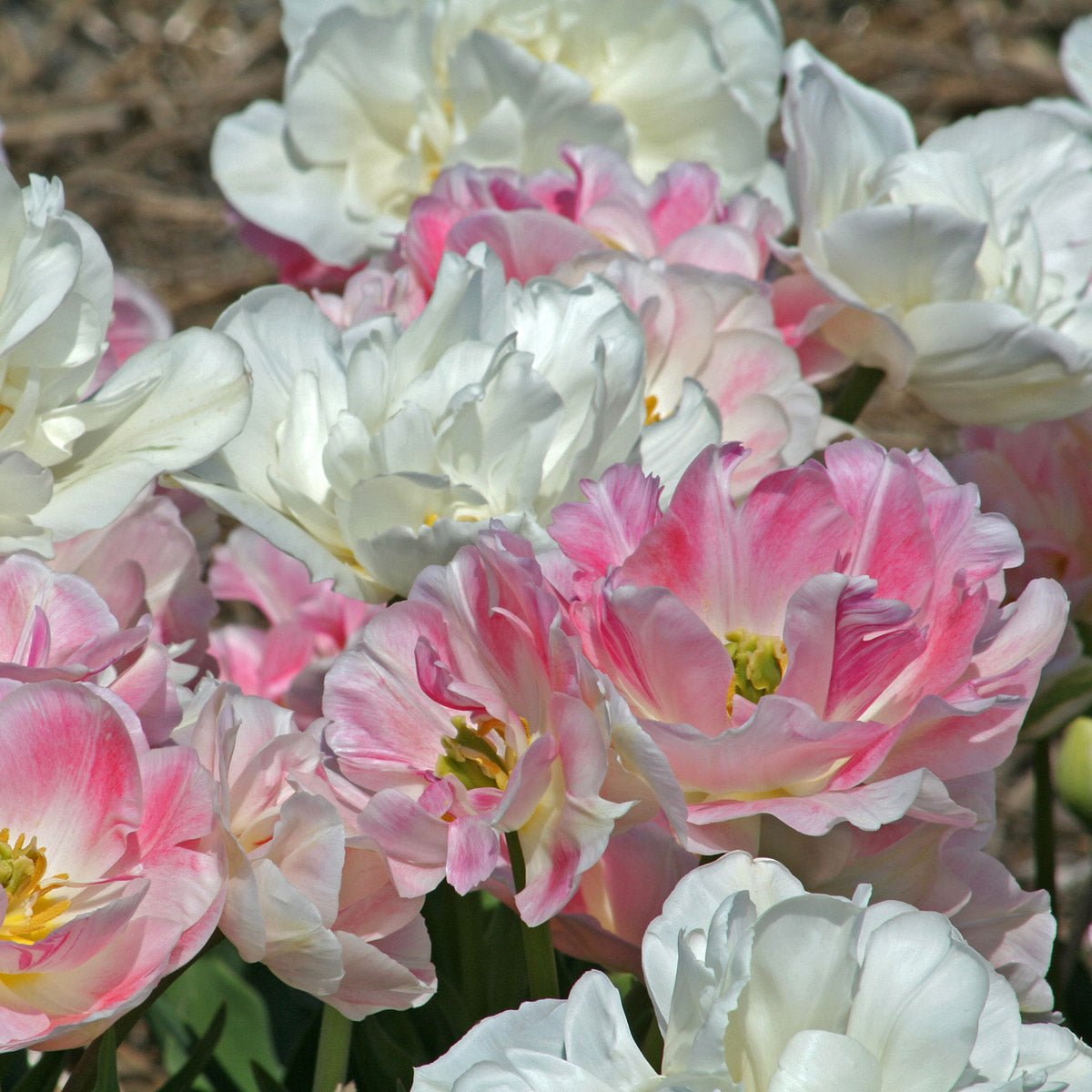 Pink Cloud - Mixes - Fluwel