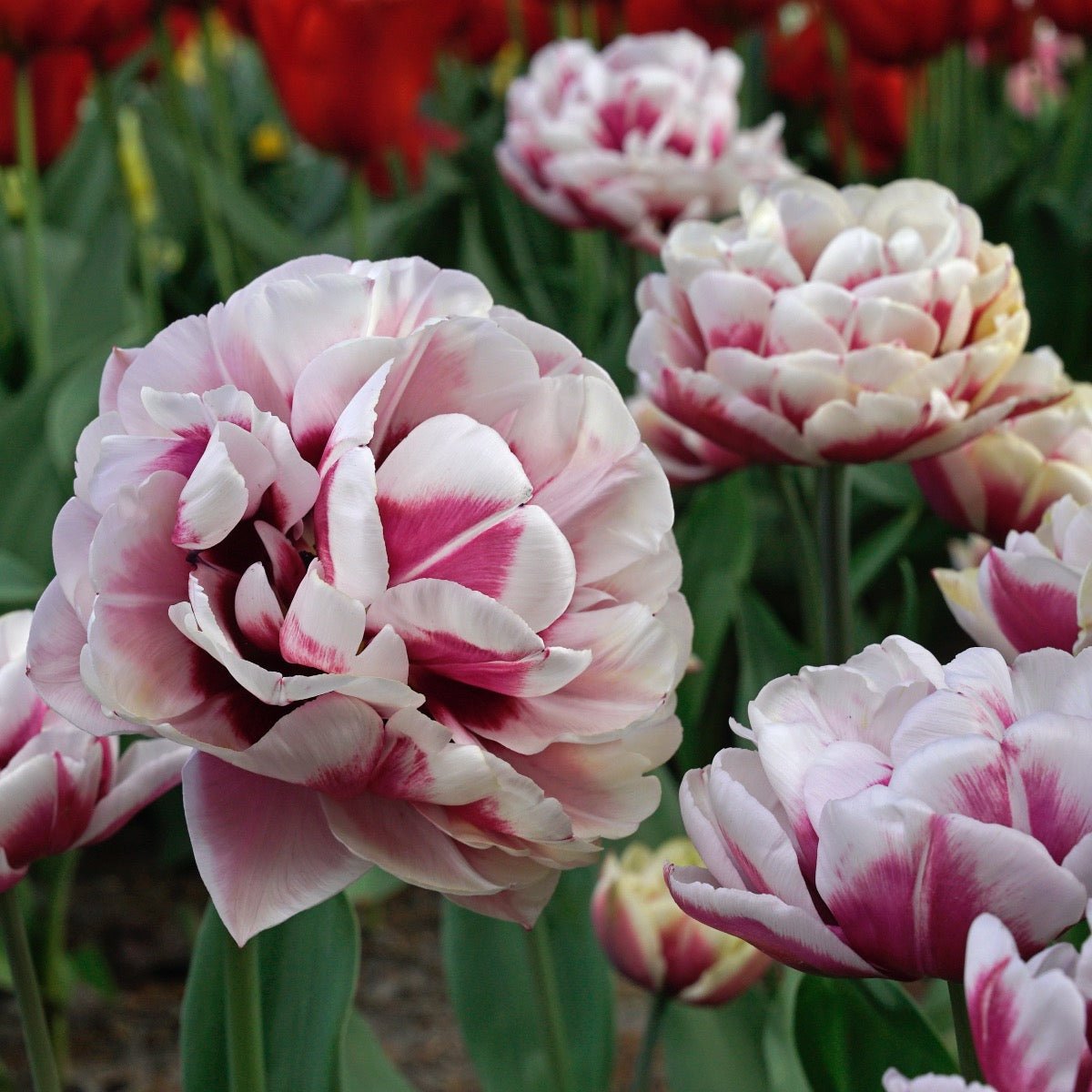 Pistache - Tulips - Fluwel