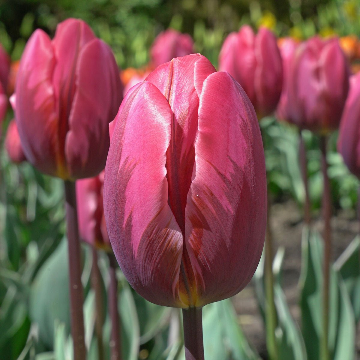 Pretty Princess - Tulips - Fluwel