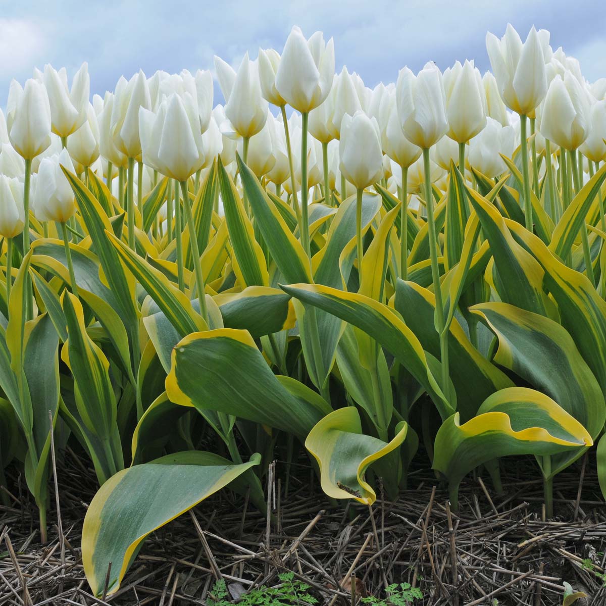 Purissima Blonde - Tulips - Fluwel