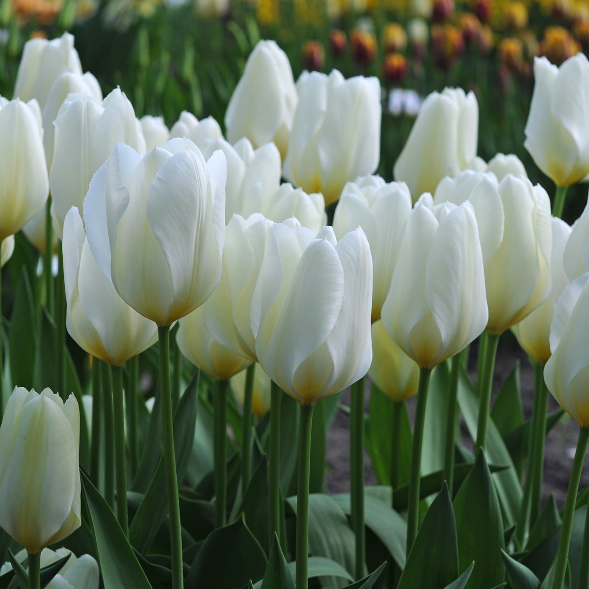 Purissima - Tulips - Fluwel