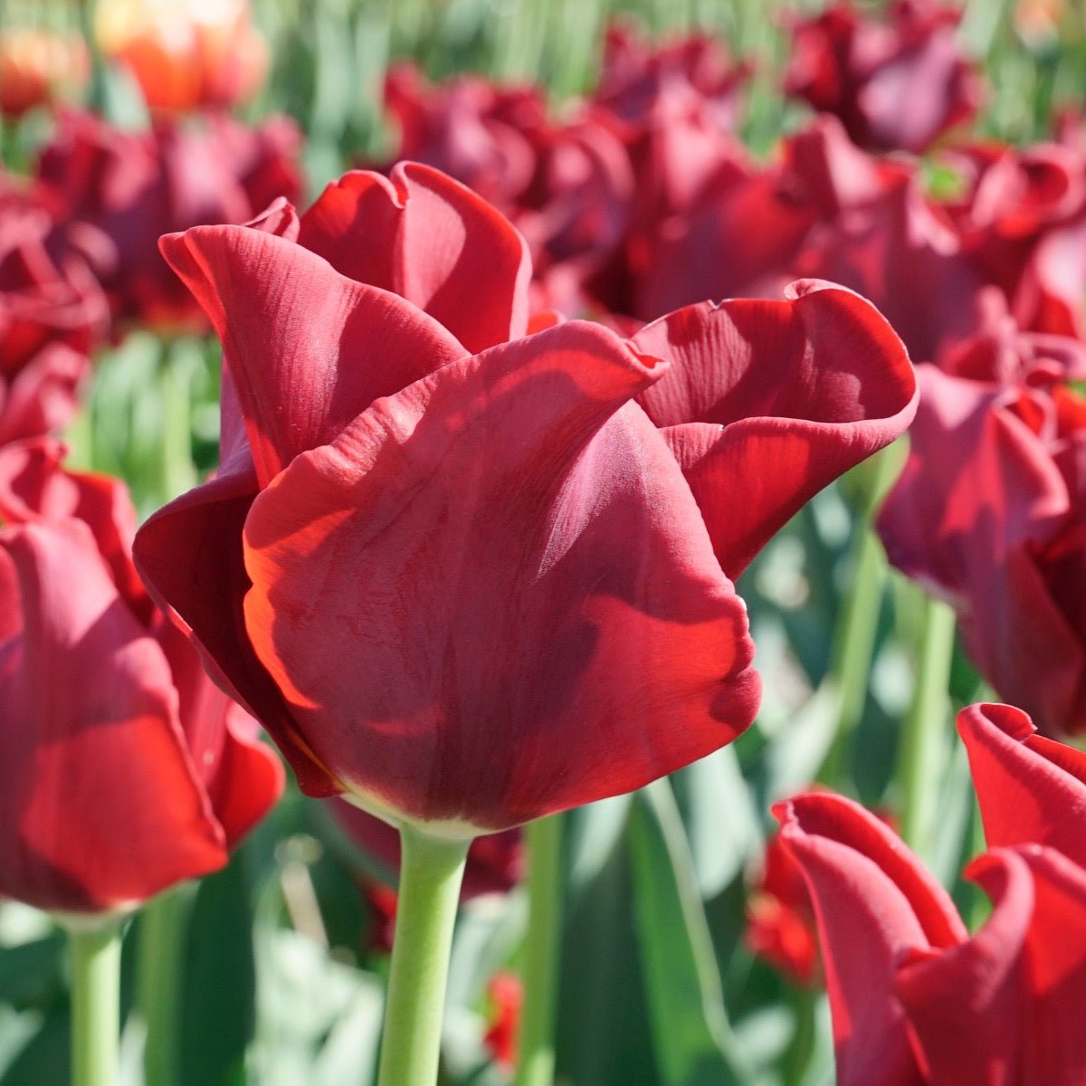 Red Dress - Tulips - Fluwel