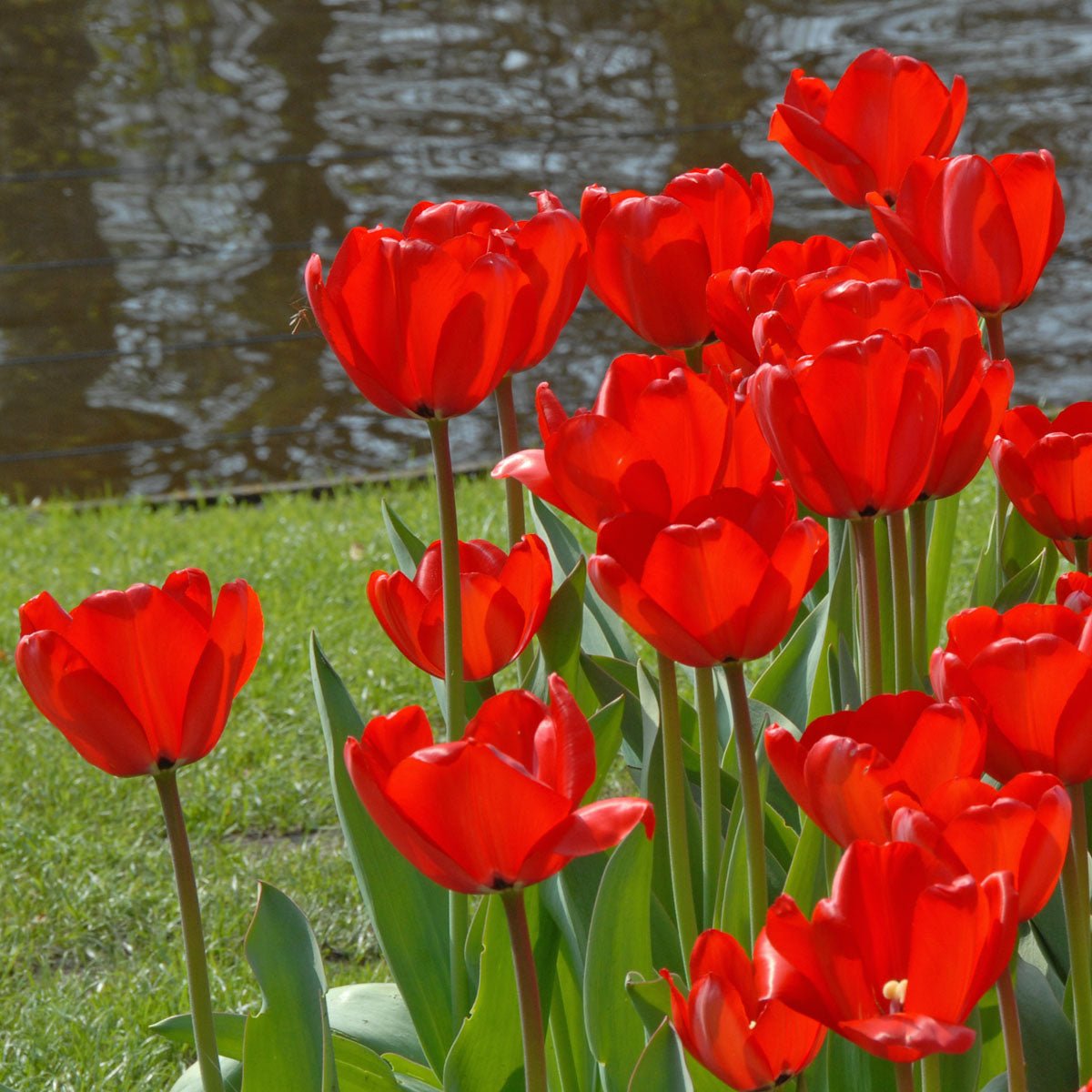 Red Impression - Tulips - Fluwel