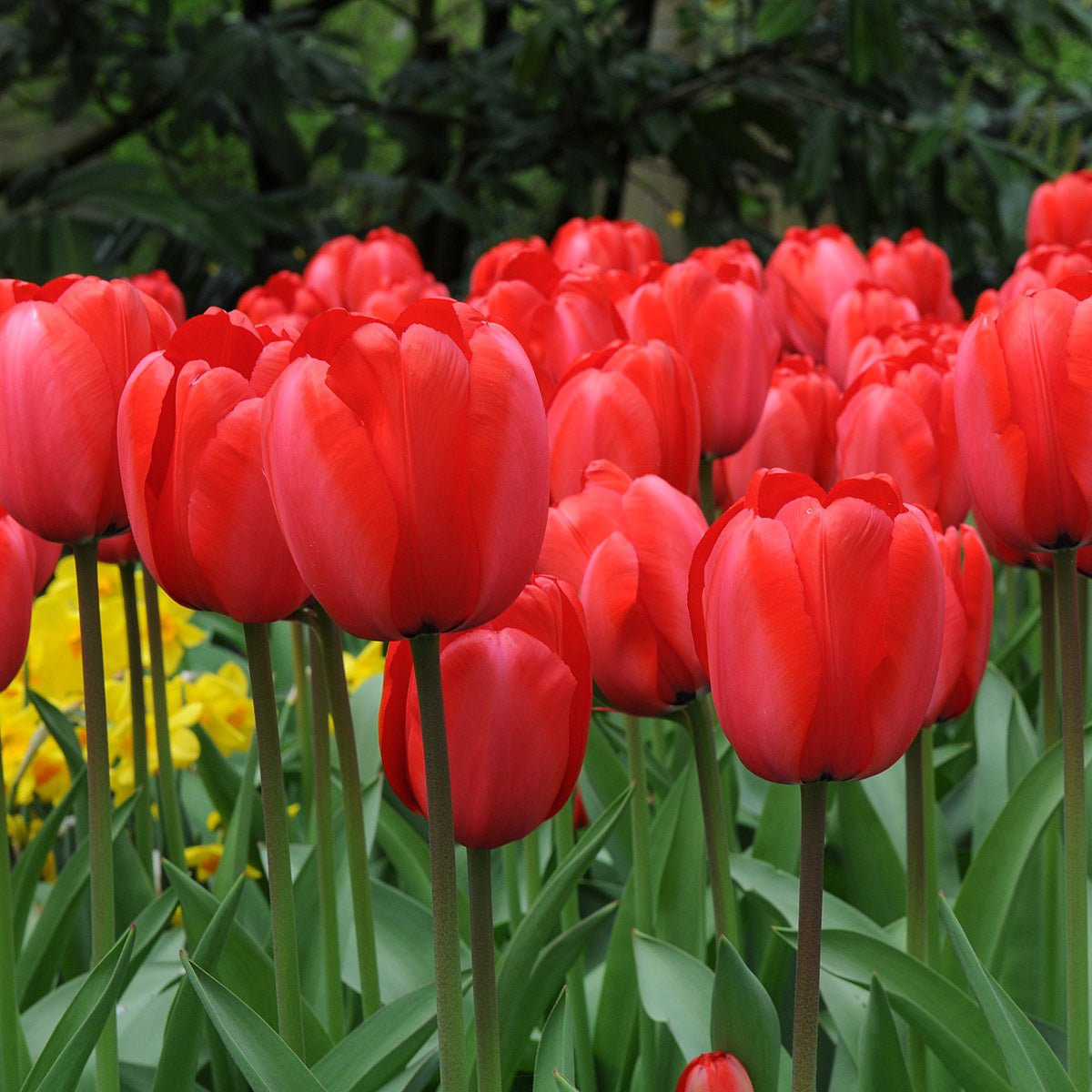 Red Impression - Tulips - Fluwel