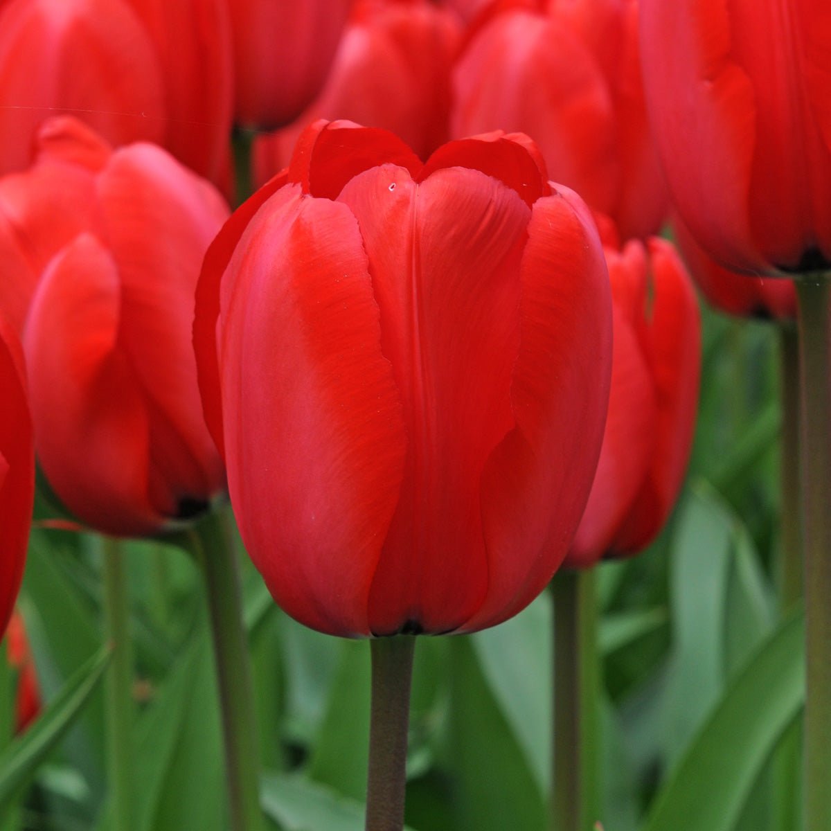 Red Impression - Tulips - Fluwel
