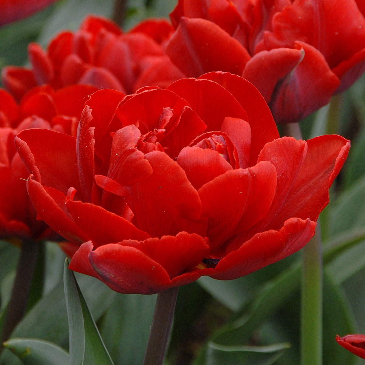 Red Princess - Tulips - Fluwel