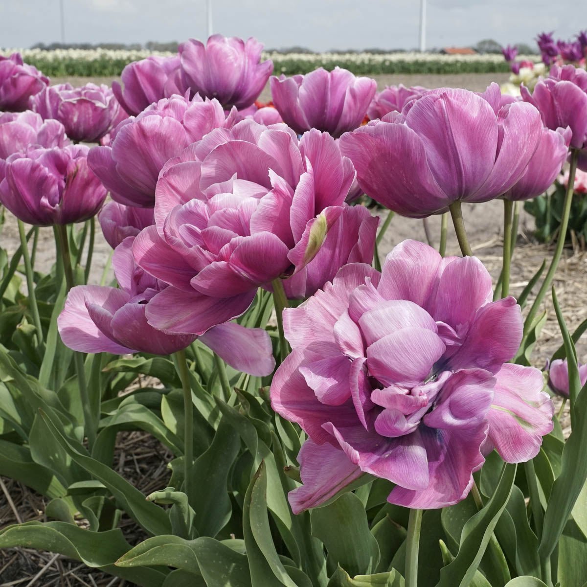 Rosy Diamond - Tulips - Fluwel