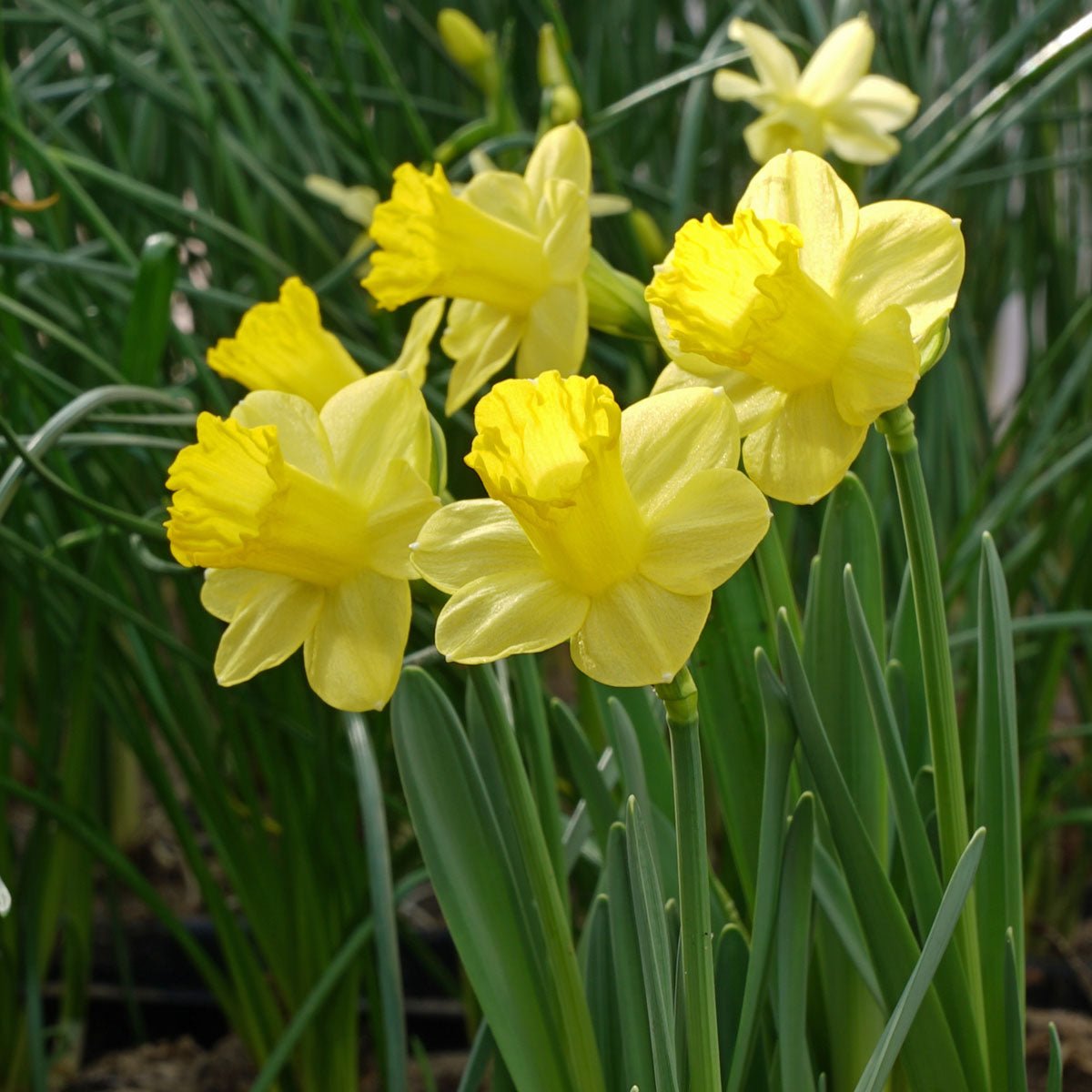 Roundita - Special Narcissus - Fluwel