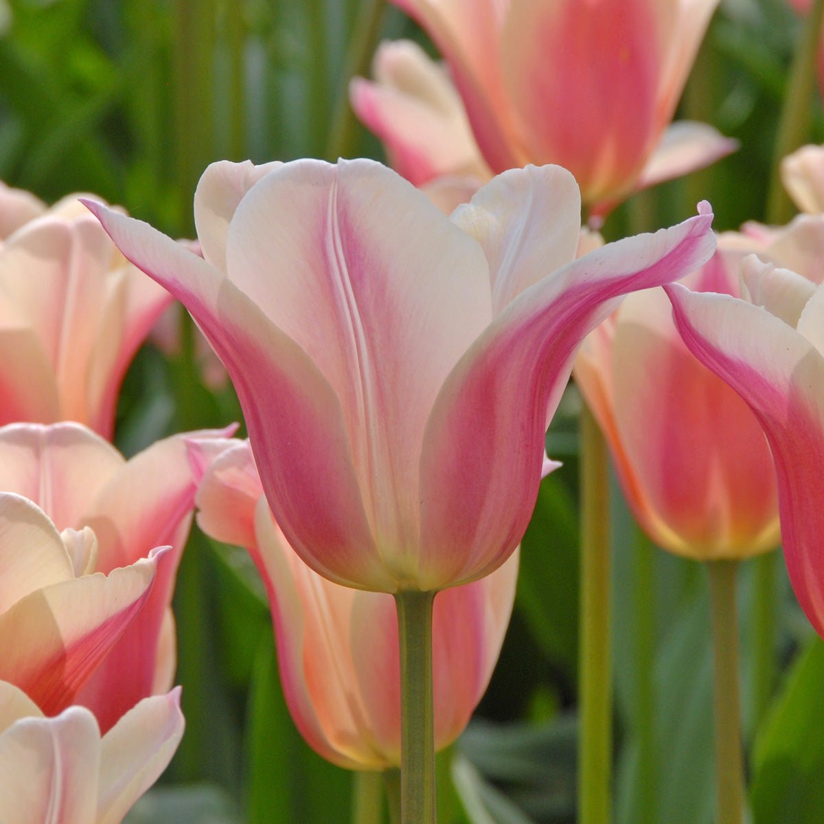 Sanne - Tulips - Fluwel