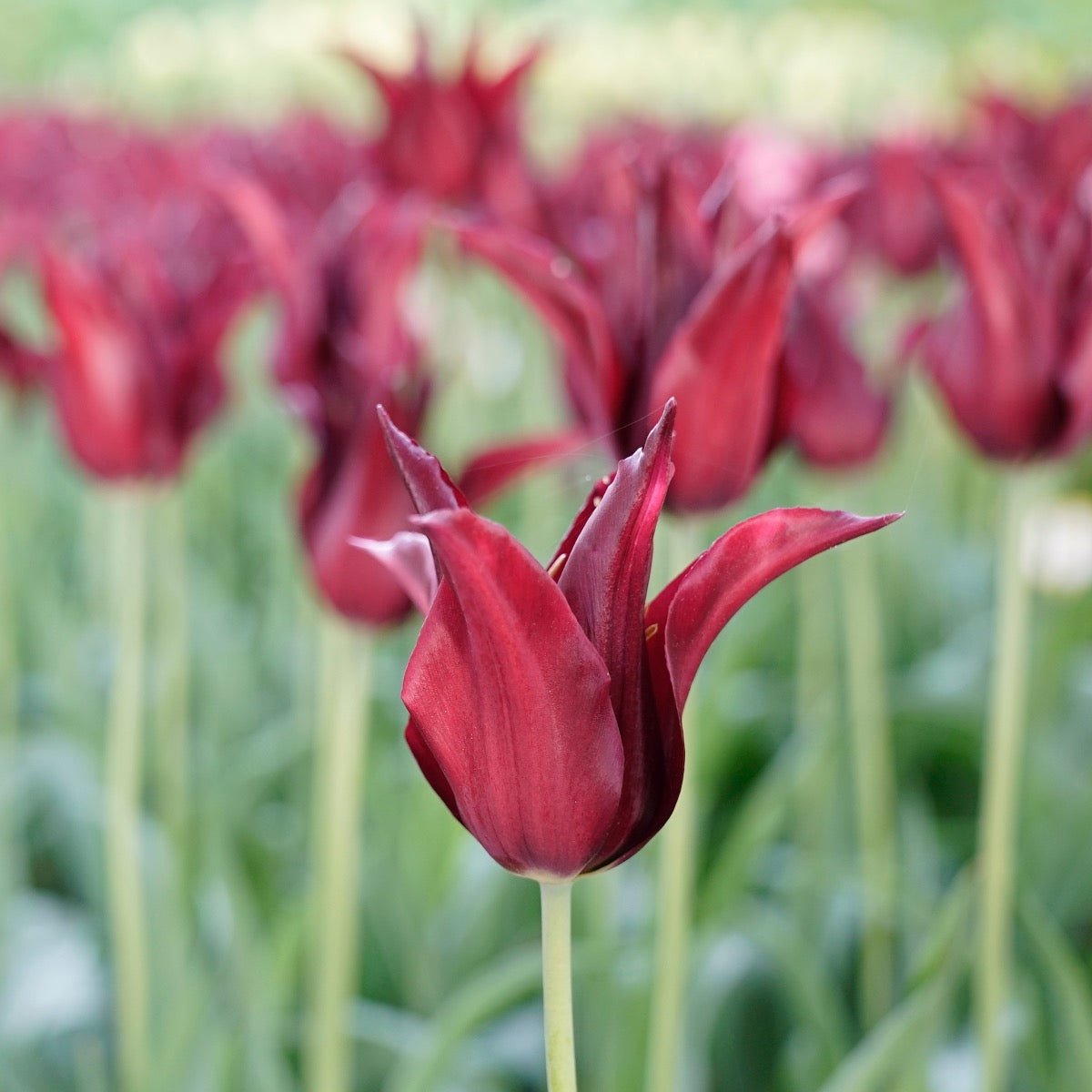Sarah Raven - Tulips - Fluwel