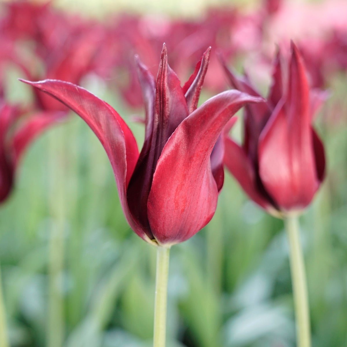 Sarah Raven - Tulips - Fluwel