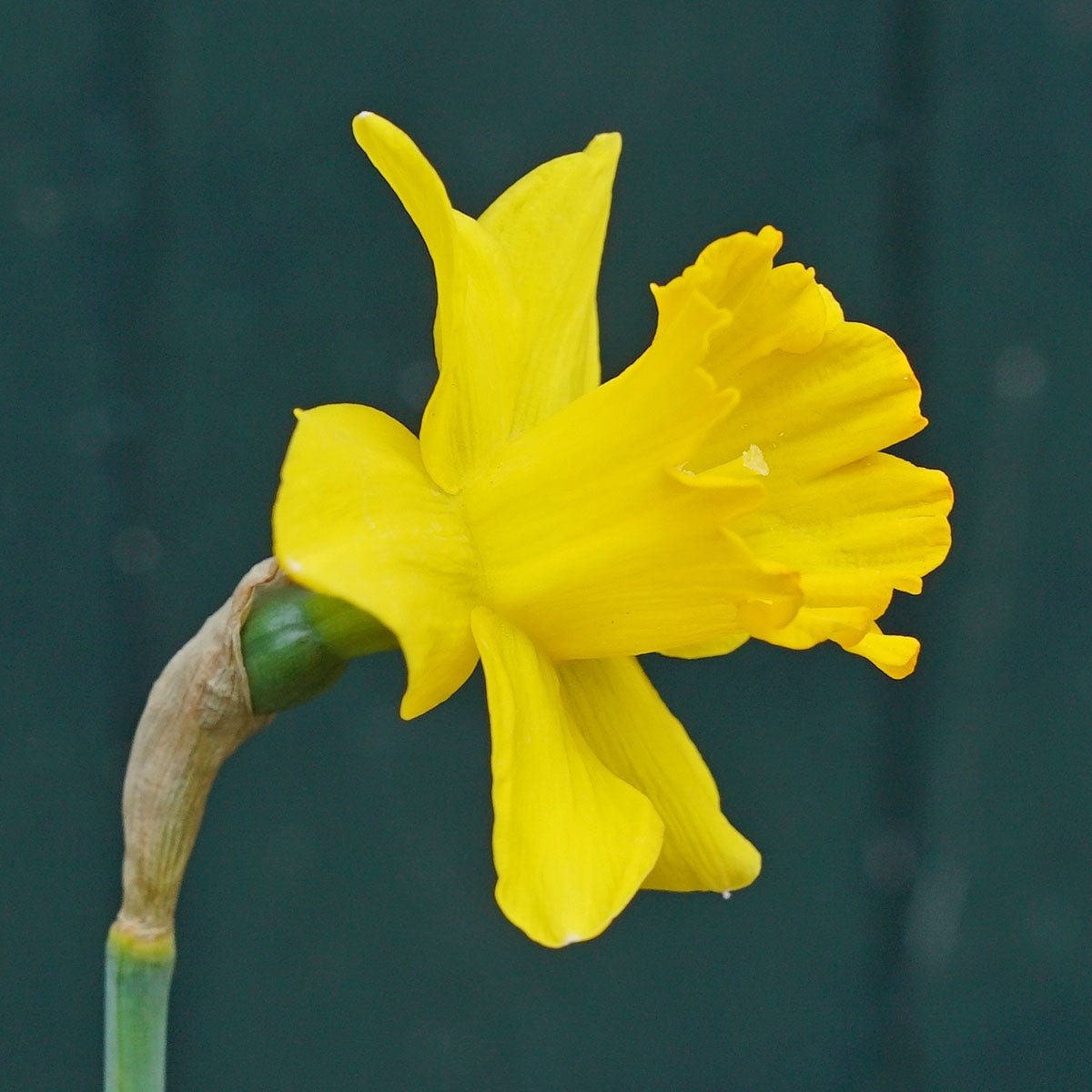 Say Cheese - Narcissus - Fluwel