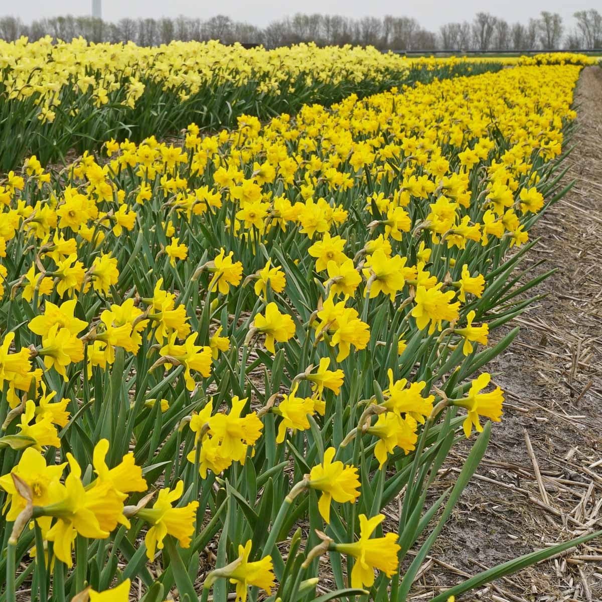 Say Cheese - Narcissus - Fluwel