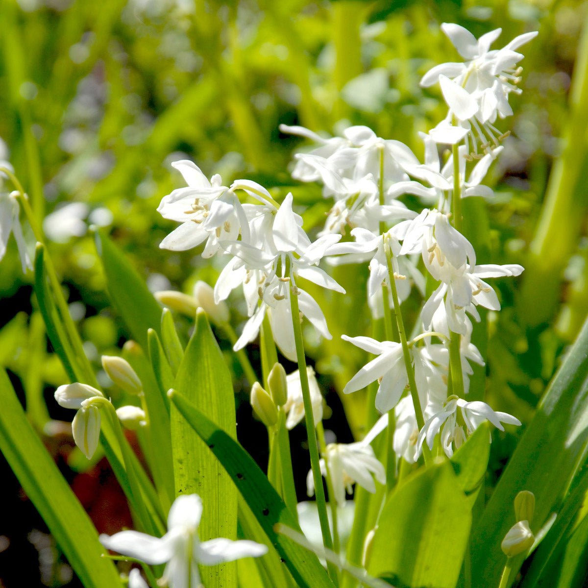 Scilla siberica Alba - Spring specialty bulbs - Fluwel