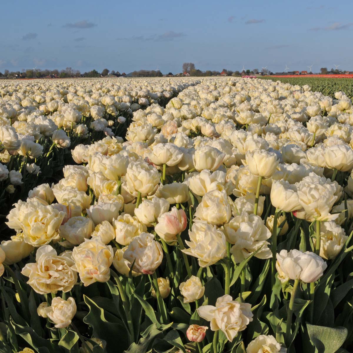 Silk Road - Tulips - Fluwel