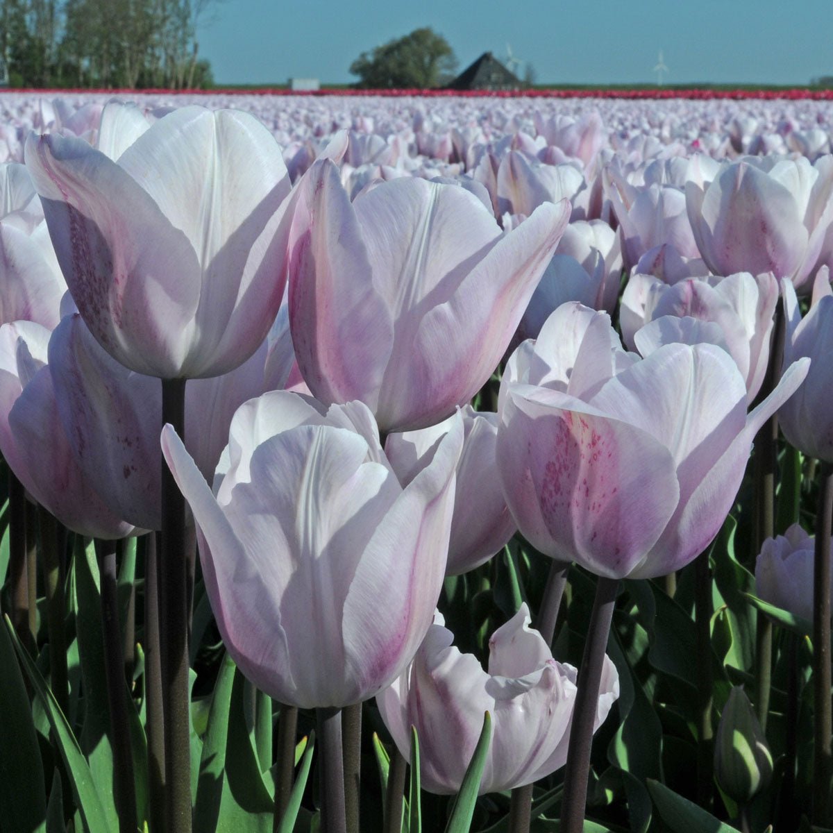 Silver Cloud - Tulips - Fluwel