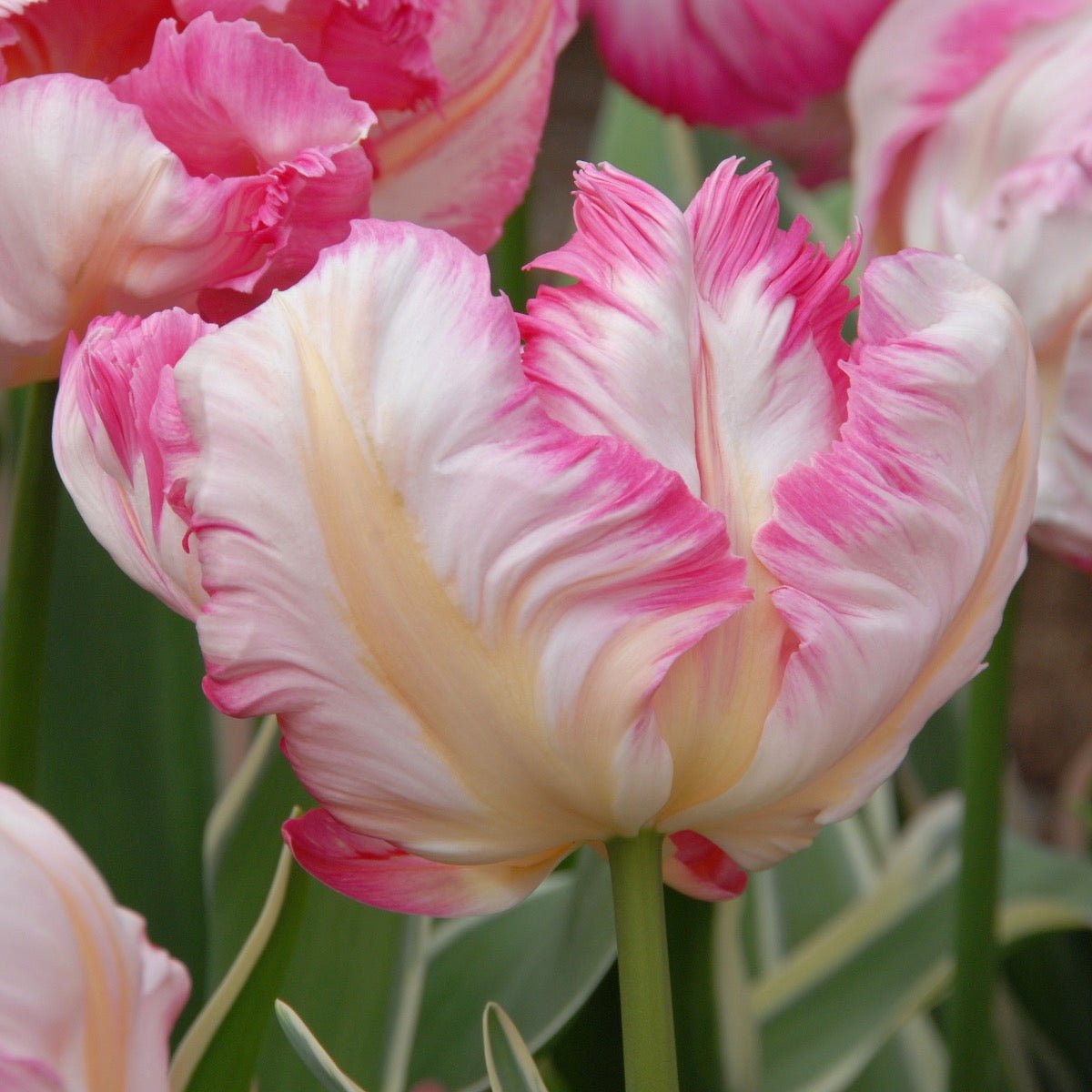 Silver Parrot - Tulips - Fluwel
