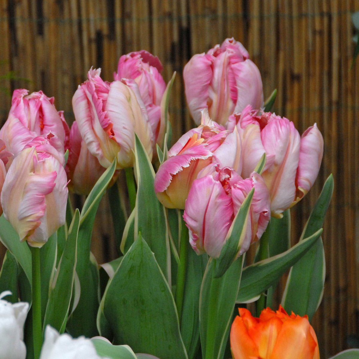 Silver Parrot - Tulips - Fluwel