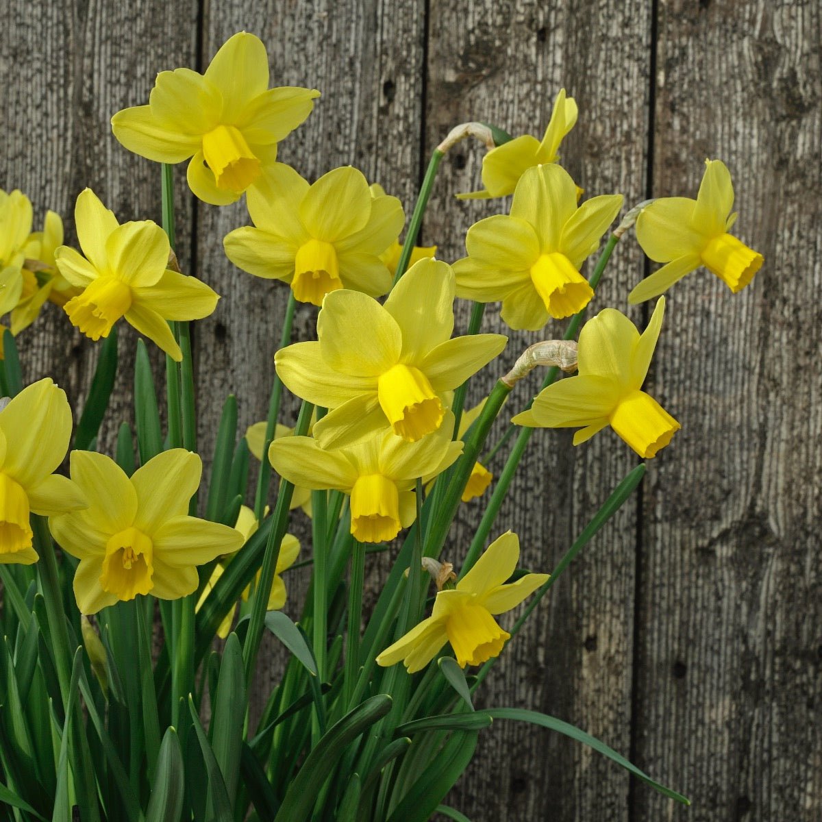 Sissy - Narcissus - Fluwel