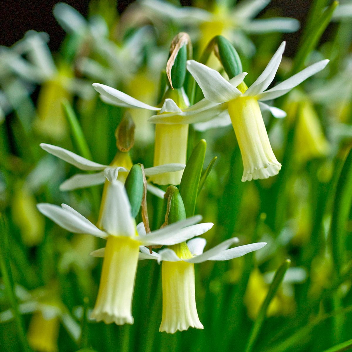 Snipe - witte Cyclamineus narcis - Fluwel