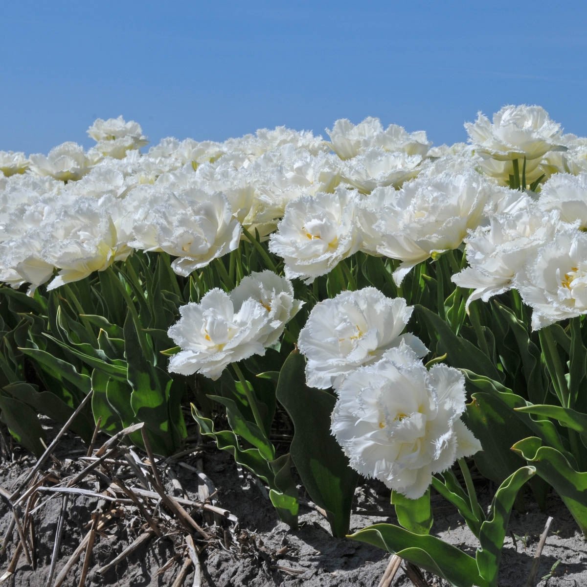 Snow Crystal - Tulips - Fluwel