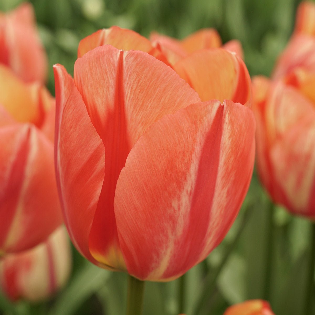 Spryng Break - Tulips - Fluwel