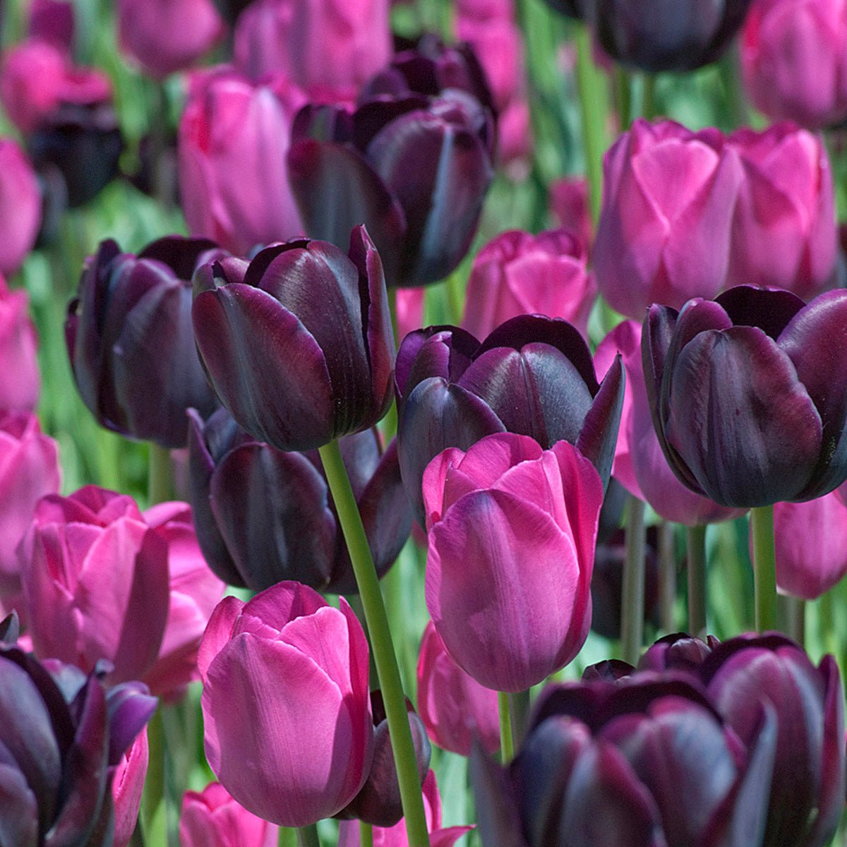 Strike me Pink - Mixes - Fluwel