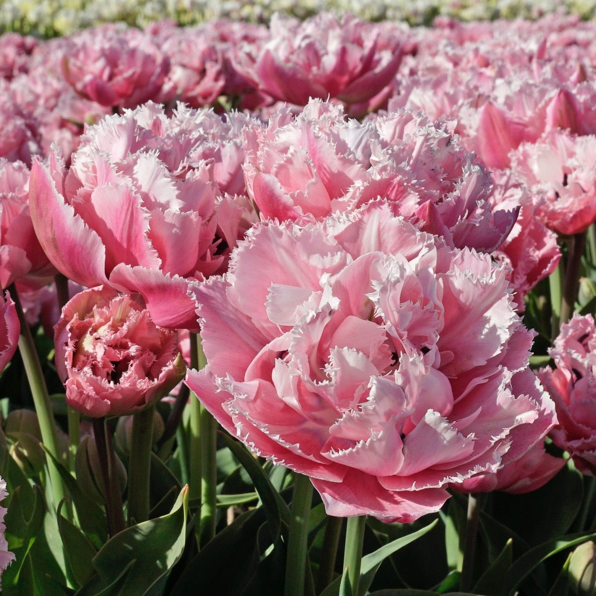 Sugar Crystal - Tulips - Fluwel