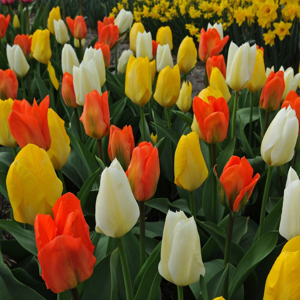 Tang Dynasty® - Mixes - Fluwel