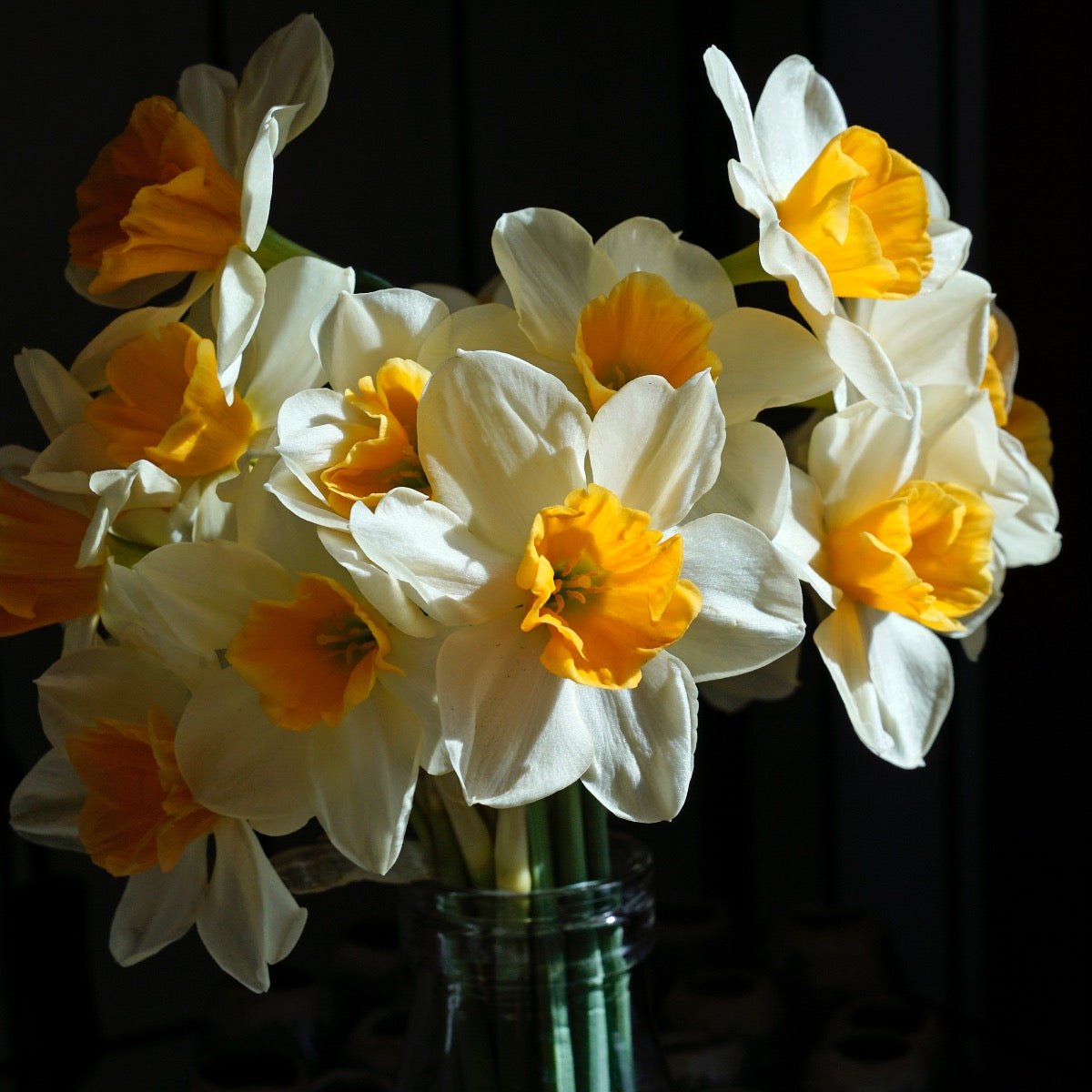 Tangerine Beauty - Narcissus - Fluwel
