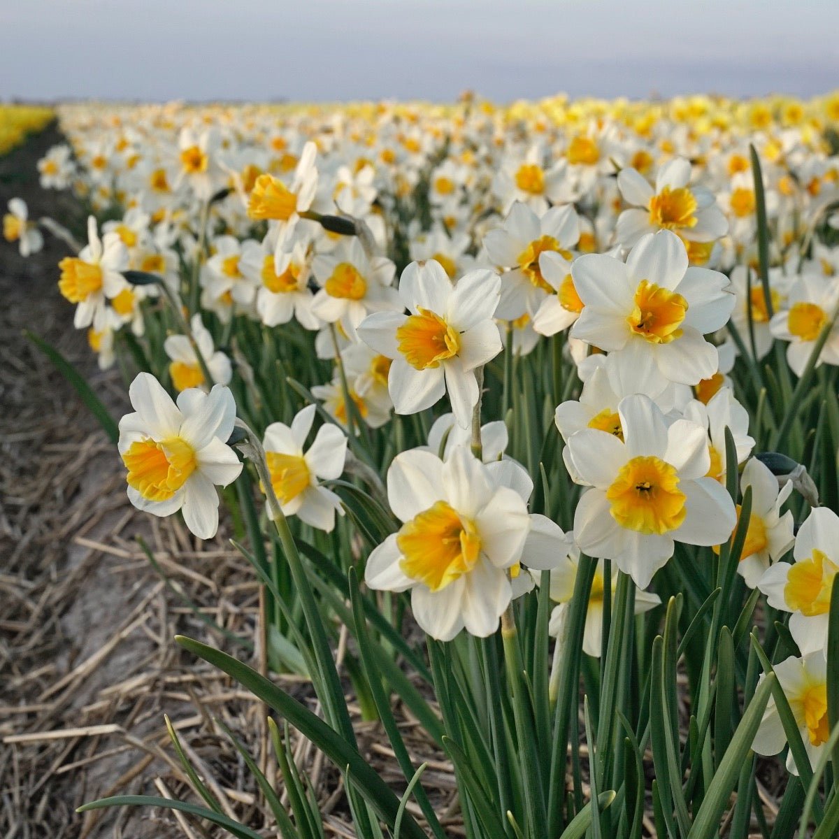 Tangerine Beauty - Narcissus - Fluwel