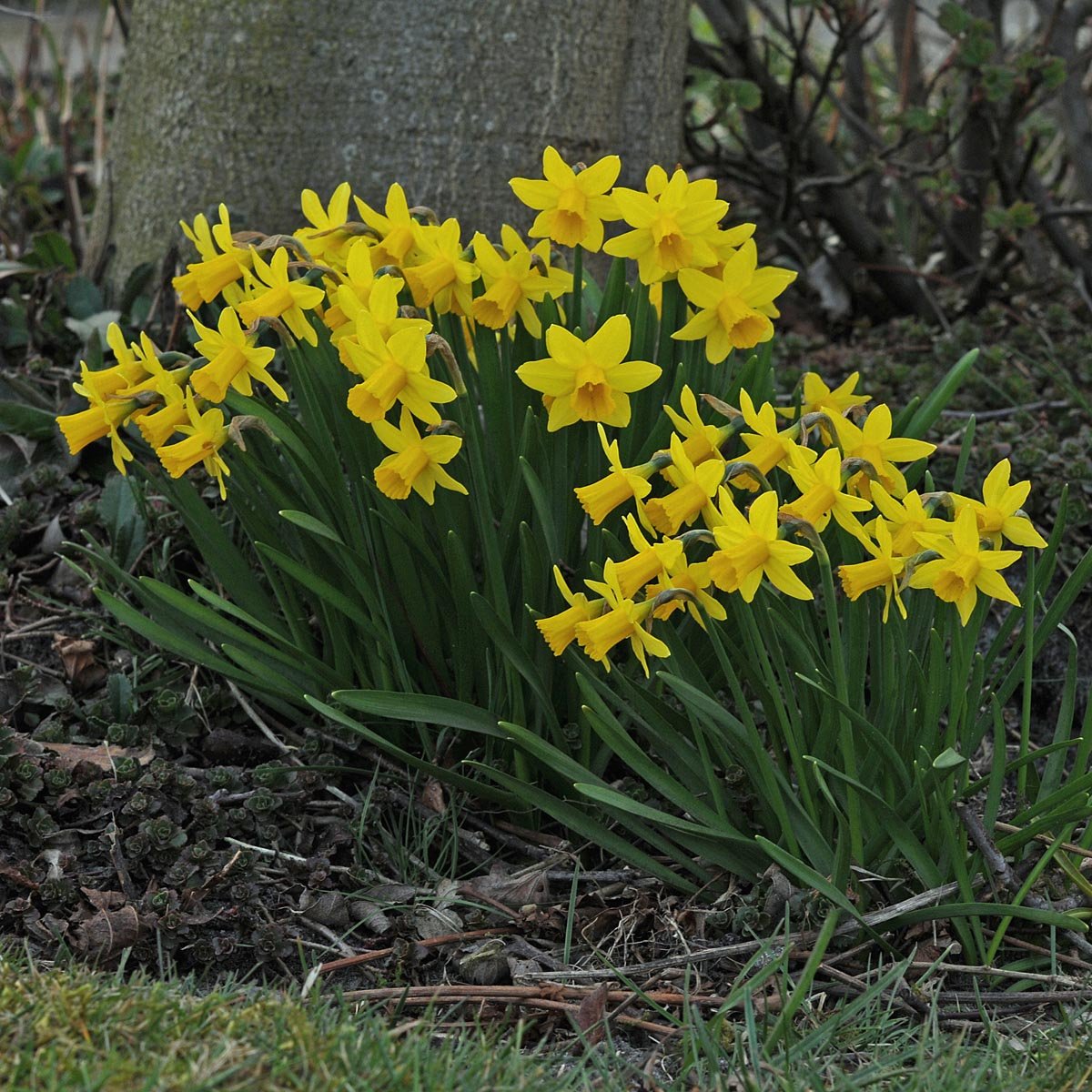 Tete a Tete - Narcissus - Fluwel