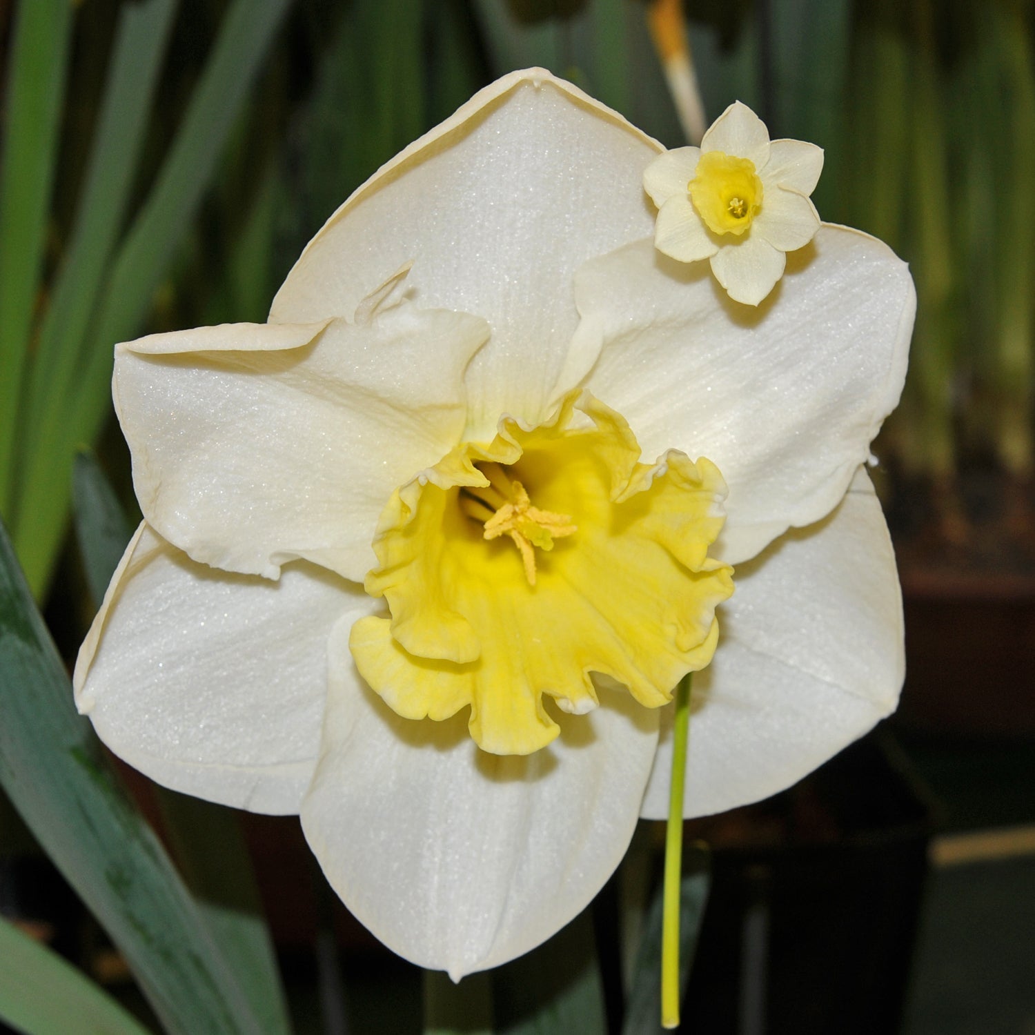 The Godfather - Special Narcissus - Fluwel